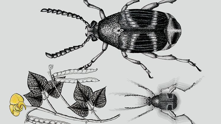 Callosobruchus maculatus beetle and their host plant Vigna radiata. Credit: Paula Vasconcelos