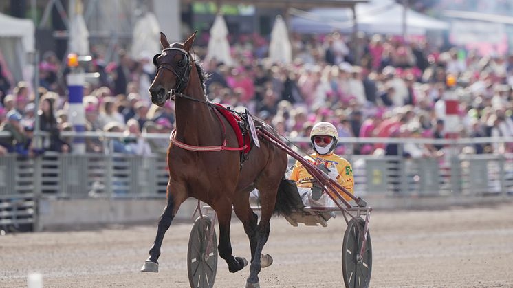 Det blir mer italienskt på plats nummer femton. Denver Gio är klar för Elitloppet och nu återstår endast en plats till årets upplaga. Foto: TR Bild