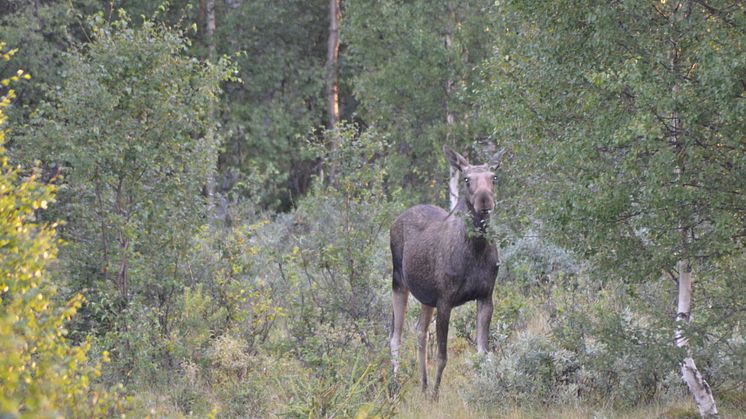 Att tänka på inför älgjakten