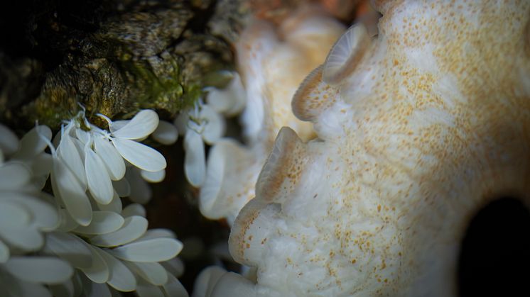 Virvelkraken sköter om sina ägg. Foto Roger Jansson Havets Hus