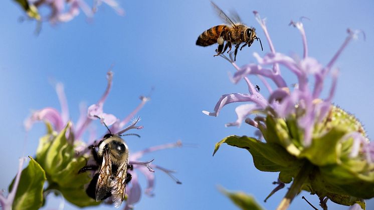 2024-02-13 Seminarium: Pollinatörer och pollination i jordbrukslandskapet  – vad vet vi och vad kan vi göra?