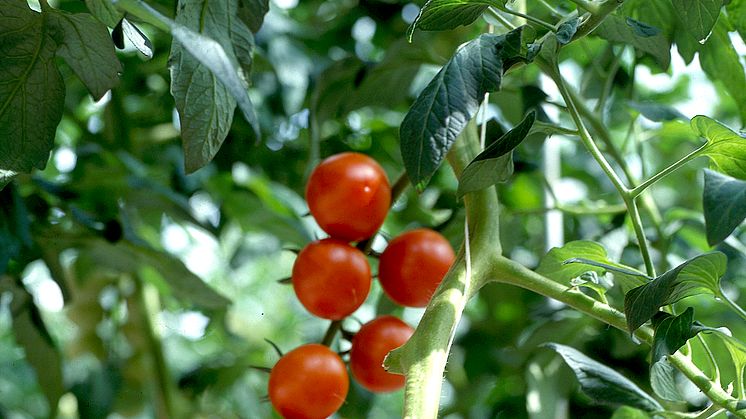 Tomatplanta
