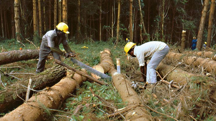 Forest Certification in Africa