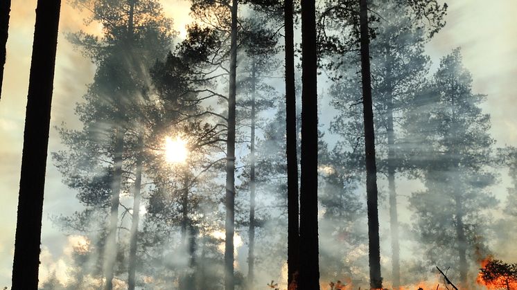 Foto: Länsstyrelsen i Dalarnas län