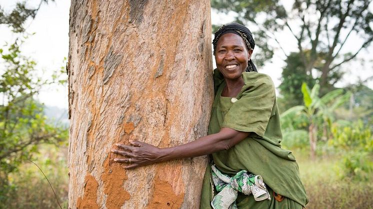 Fotograf: Elin Larsson. Francis Nakitto i Uganda kramar sitt första Vi-skogenträd – 25 år gammalt! Tidigare var det svårt att få lyckade skördar. Tack vare träden får hon ut mer grödor och kan försörja sin familj.