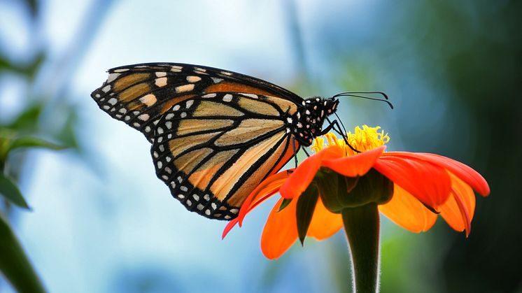 Monarch Butterfly on an Orange Zenia Flower