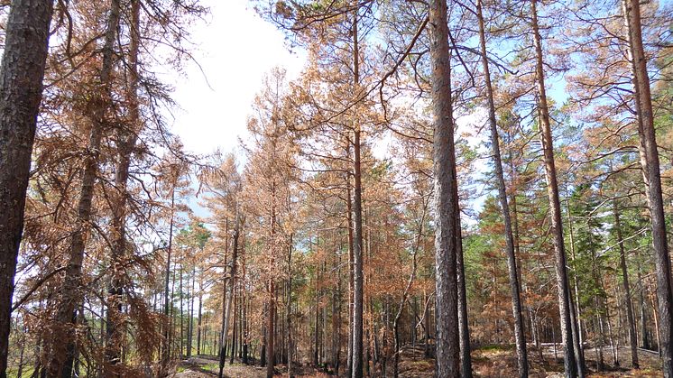 Bild från 2017 års bränning i naturreservatet brännan. Bilden är tagen 1 månad efter bränningen. 