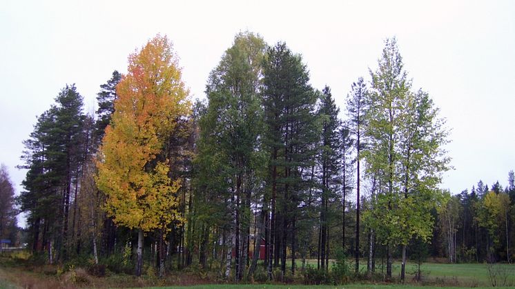 Aspar i höstskrud. Fotot ger en bra bild av den naturliga variation som finns i aspens respons till annalkande höst och vinter. Foto: Yvan Fracheboud