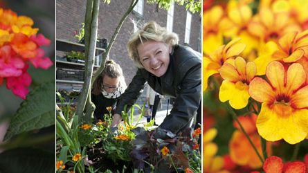 Ulla Hamilton (M): Sommarblommor för ett vackert, smyckat och tryggt Stockholm