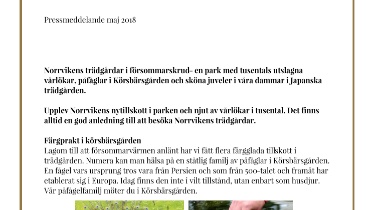 Norrvikens trädgårdar i försommarskrud- en park med tusentals utslagna vårlökar, påfåglar i Körsbärsgården och sköna juveler i våra dammar i Japanska trädgården.