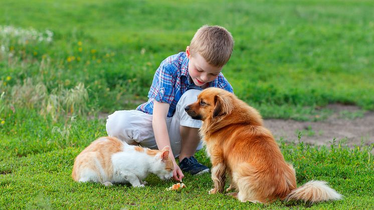 Pets are often viewed as an integral member of the family, despite a risk of allergies from pet dander. (Photo: iStock, Copyright IG_Royal)