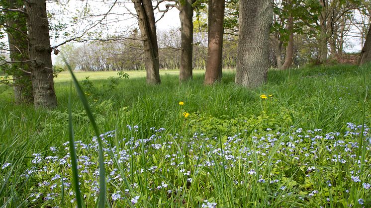 Naturen kan kapa vårdköer