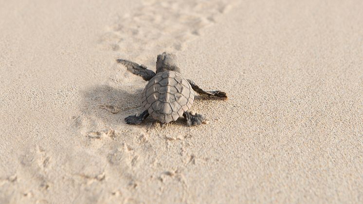 TUI Turtle Aid Cape Verde ©Anja Hölper