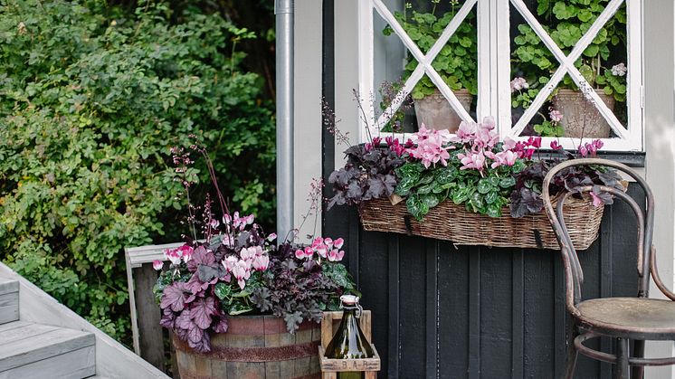 Rosa i olika toner och röda blad skapar en fin färgpalett på hösten. Foto: Åsa Myrberg/Blomsterfrämjandet