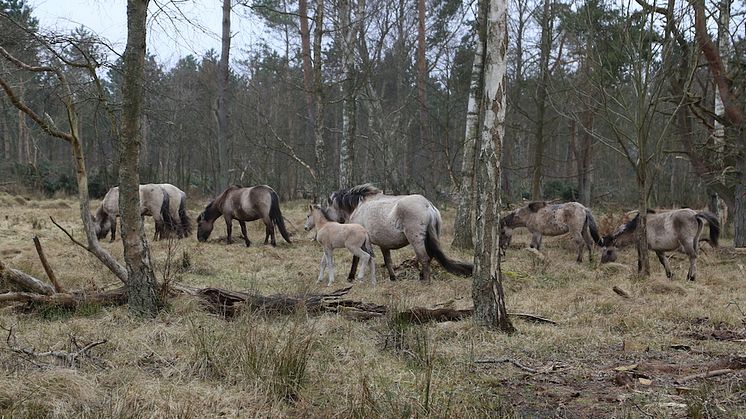 Vildheste er med til at (gen)skabe en sund urskovsdynamik i den urørte skov, som her i Bøtøskoven på Falster. Foto: Den Danske Naturfond