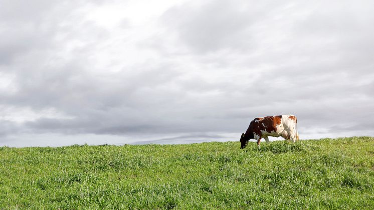 Norway continues to take the lead in reducing antibiotic use for cattle, putting the Norwegian Red breed in the forefront of health and fertility traits for dairy cows. Photo: Lars Martin Bøe