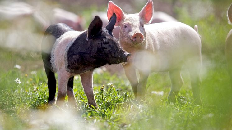 Säkrare tillgång på svenskt KRAV-kött hos Martin & Servera