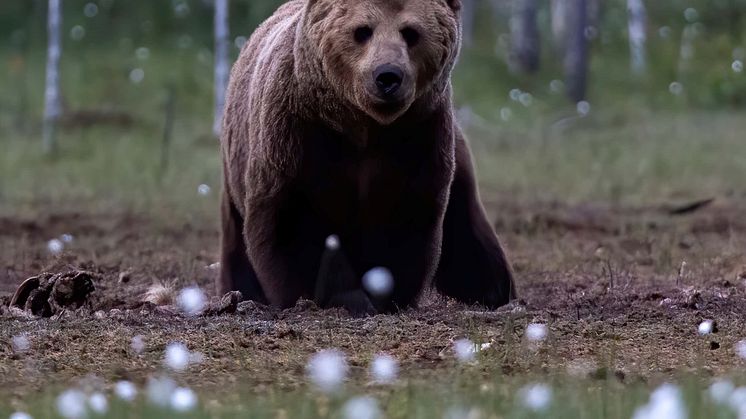 Scandinavian brown bear