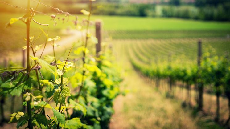 Årgång 2020 från Domaine Sylvain Cathiard et Fils släpps på Systembolaget