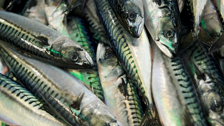 Tollsatsene på fryst makrell reduseres i Kina