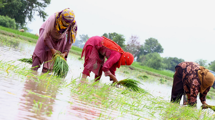 Bönder och arbetare som förflyttar risplantor i Punjab, Pakistan. Foto: Oxfam Pakistan