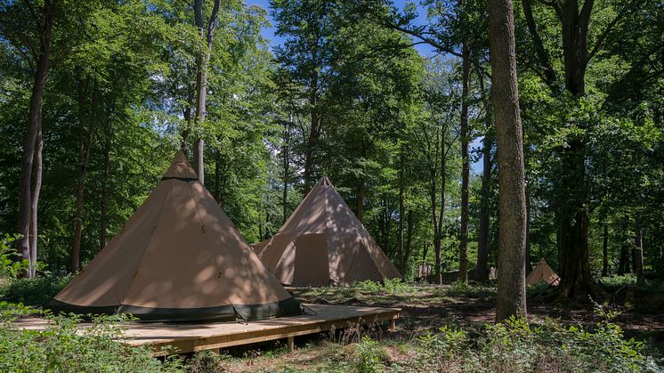 Camp Oak, en tältby mitt i Skånes Djurpark