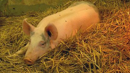 Ny kunskap om grisars immunförsvar 