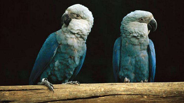 Den lille blå ara er formentlig uddød i den frie natur og findes i dag kun i fangenskab, som på billedet her. Ligesom tusindvis af andre arter mangler den plads fordi dens levesteder i regnskoven bliver ødelagt. Foto: Wikimedia commons 