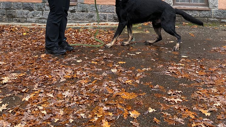 Hunden som kan lukta sig till fjärrvärmeläckor