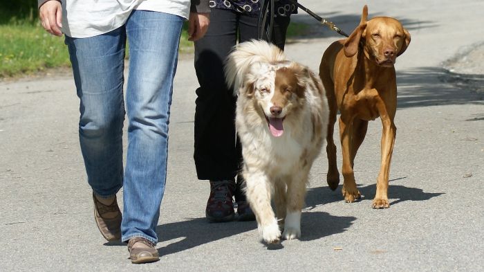 Ta ansvar för din hund!