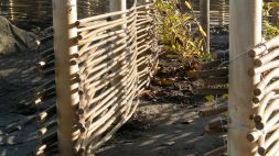 Klagshamnskolan flätar pilstaket och planterar sin nya skolgård