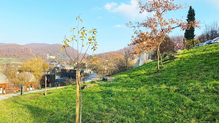 Goetheanum-Gartenpark: Neupflanzung im Norden mit Obstbäumen und stehengebliebener Eichenbaum (Foto: Sebastian Jüngel)