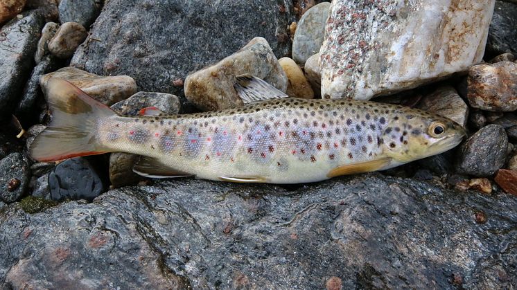 Ørret - trout .jpg