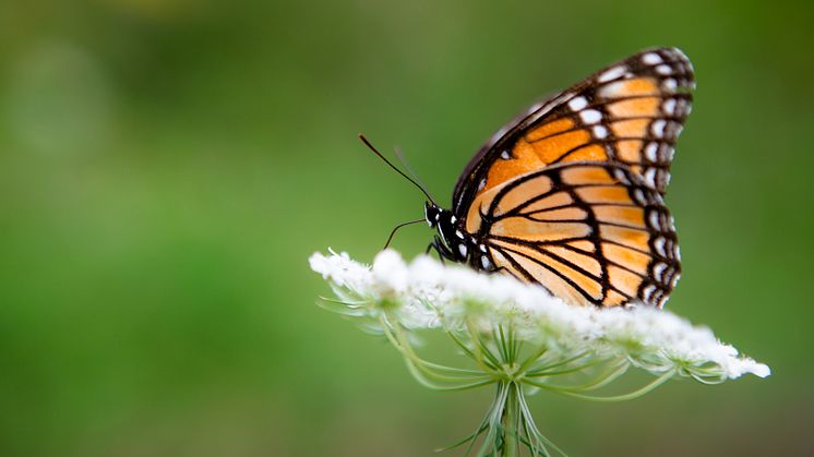 Monarch Butterfly on a White Queen Anne