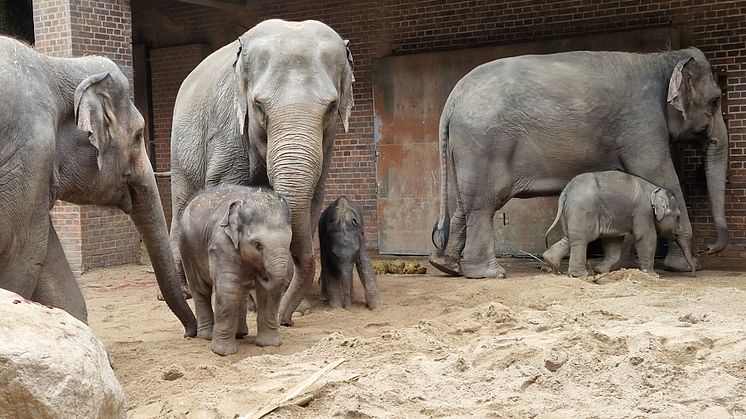 Einer der größten Besuchermagneten in Sachsen: Der Zoo Leipzig freute sich 2023 über Zuwachs im Elefantentempel - Foto: Zoo Leipzig