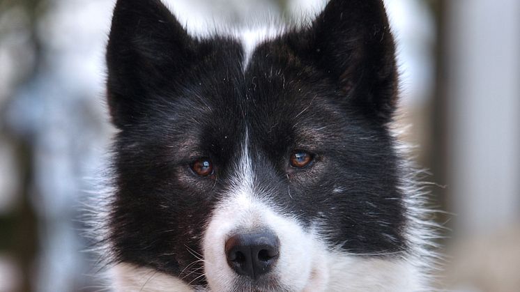 Tre nya raser registrerades i Sverige 2019, bland annat Canadian eskimo dog – en slädhundsras från Kanada som har släktskap med grönlandshunden. Foto: Ursula Deutgen