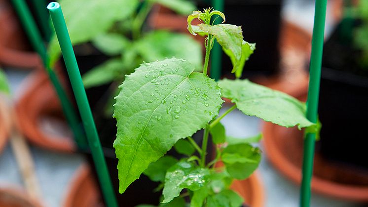 35 million SEK for interdisciplinary research on plant stress responses  