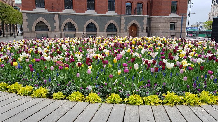 I helgen 1-2 juni kan den som vill hämta utblommad blomsterlök på Helsingborgs återvinningscentral.
