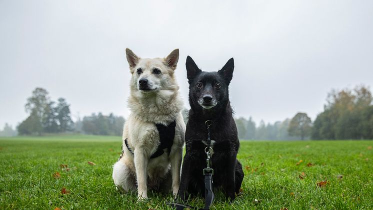 Posten gir ut fire frimerker med hunder som motiv, og inviterer alle norske hundeeiere til å foreslå sin hund. Buhundene Nuka og Oda gleder seg allerede til å se frimerkene. Foto: Håvard Jørstad