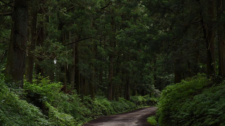 Nikko: A gateway for Zen, nature and relaxation