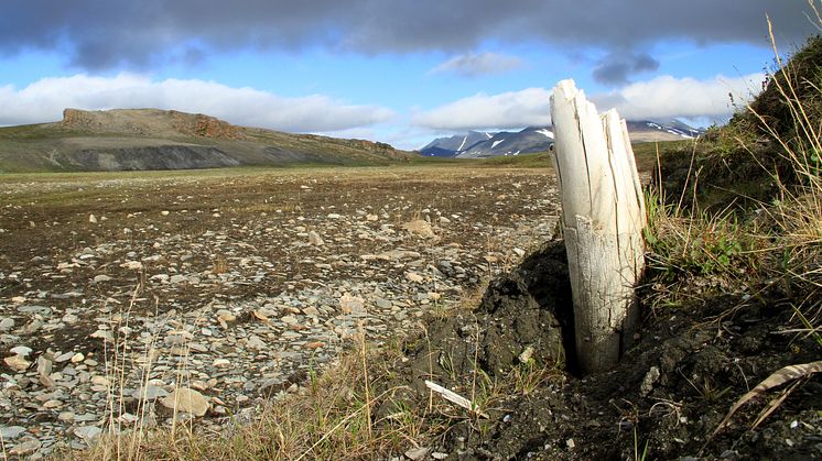 Mammoth tusk 1