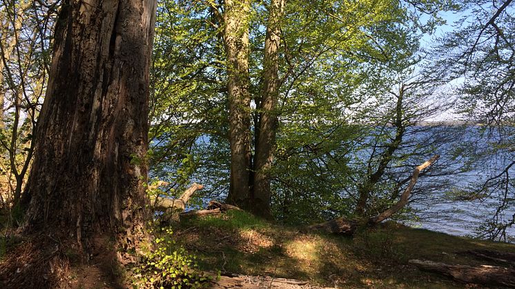 Esrum sø i Kongernes Nordsjælland: Taget en smuk sommerdag i fred fra Naturestyrelsens flismaskiner.