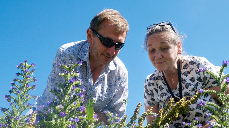 Humleexpert Dave Goulson letar pollinatörer med biodlaren Anita Thomsson. Foto: Anna Lind Lewin.