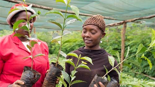 Zoégas utbildar ytterligare 42 000 kaffebönder i Kenya