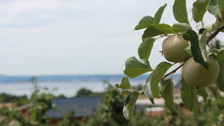 På Rudenstams odlas det främst äpplen, men även vinbär, jordgubbar och massa annat gott.