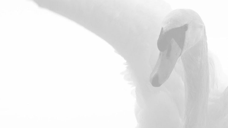 ALESSI Swan by Oras - med en svanes elegance