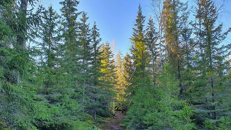 KSLA har valt in 6 nya ledamöter i skogsavdelningen.