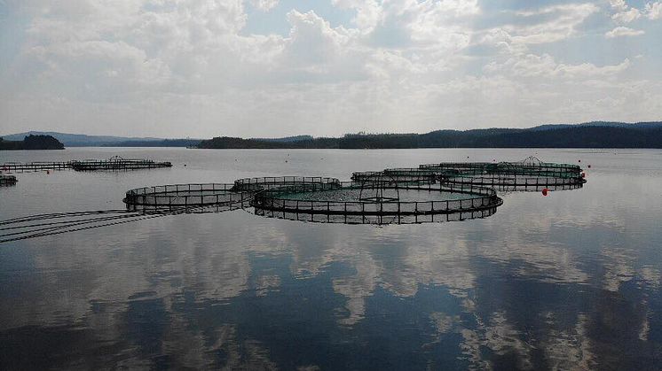 Foto: Överumans Fisk, Ankarsund