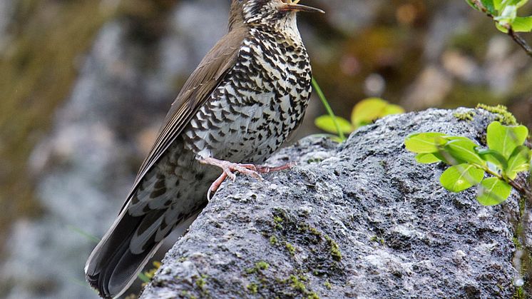 ​New species of bird discovered in India and China by international team of scientists