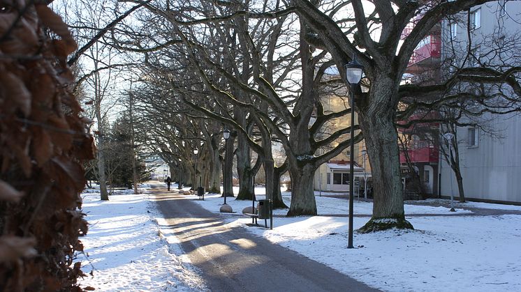 Stadsträdgården_12feb2021.JPG